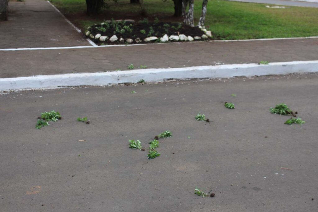 Vândalos arrancam flores plantadas em locais públicos de Três Barras