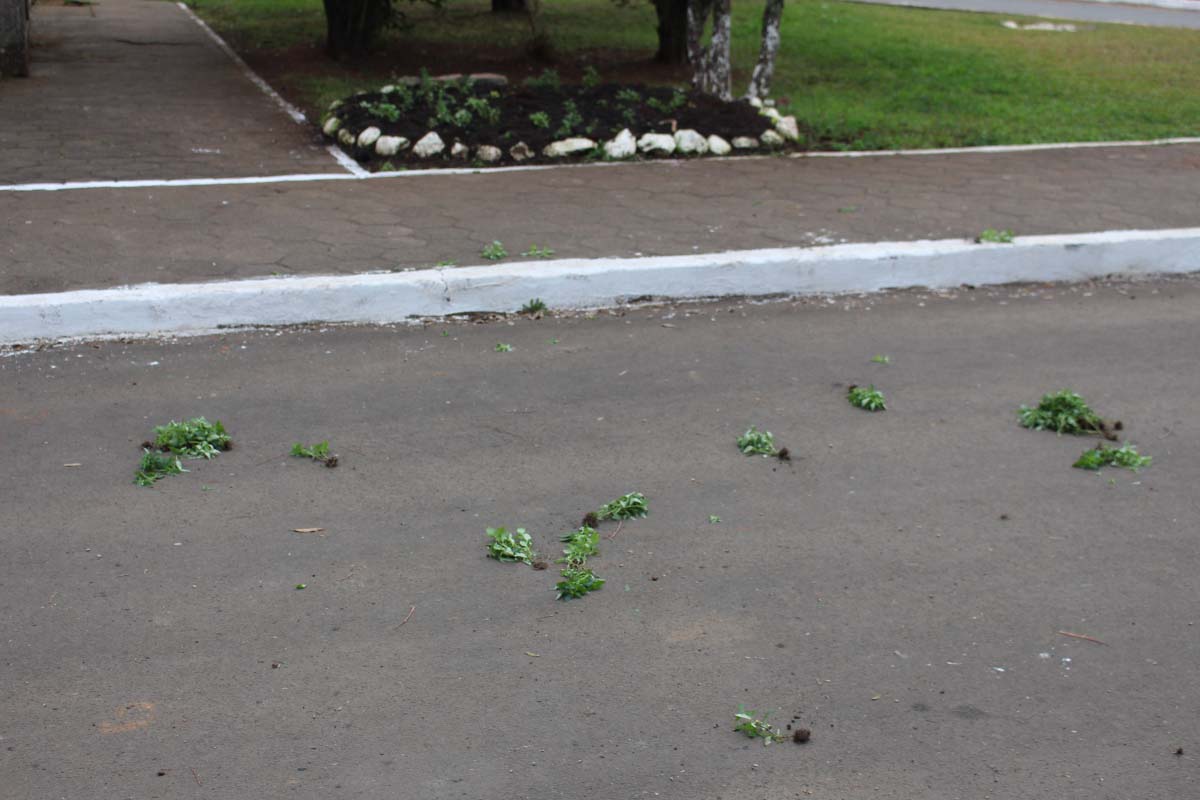 Vândalos arrancam flores plantadas em locais públicos de Três Barras