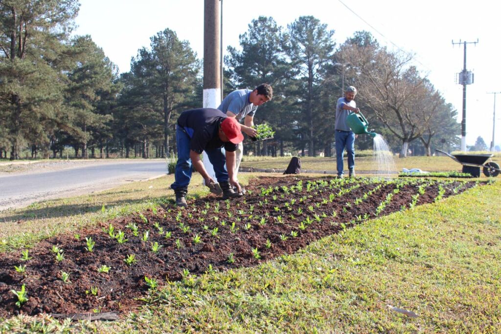 Prefeitura dá sequência ao plantio de flores na cidade de Três Barras