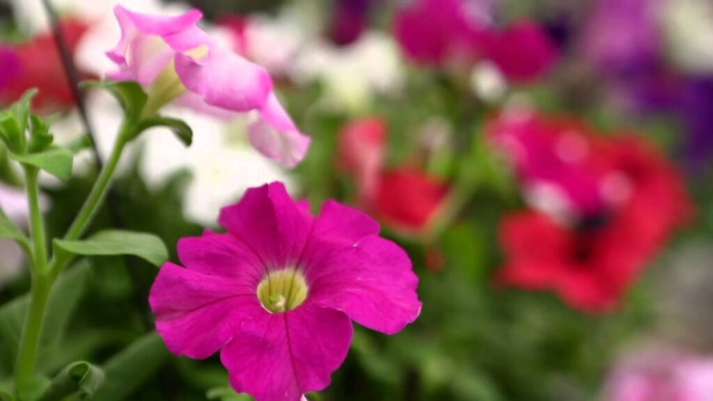 LIMPEZA E URBANISMO DE TRÊS BARRAS REALIZA PLANTIO DE FLORES DE INVERNO