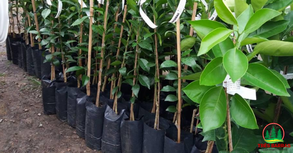 Abertas as inscrições para a aquisição de mudas frutíferas em Três Barras