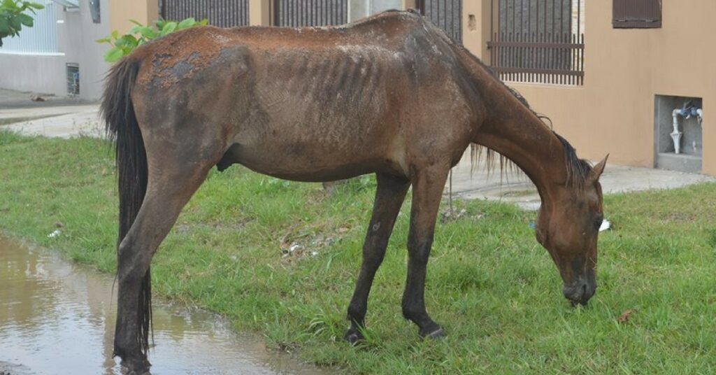 Animais soltos nas vias públicas serão recolhidos a partir do próximo mês