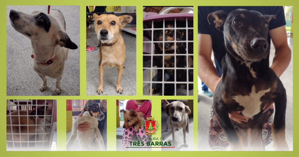 Mutirão: Prefeitura custeia a castração de 68 cães e gatos em Três Barras
