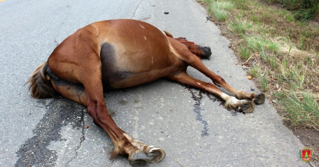 Regulamentada a apreensão de animais de médio e grande porte soltos nas vias públicas