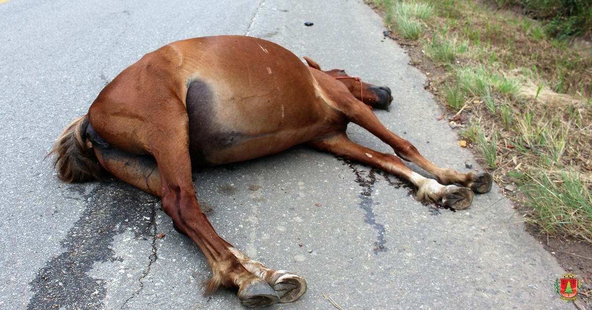 Regulamentada a apreensão de animais de médio e grande porte soltos nas vias públicas