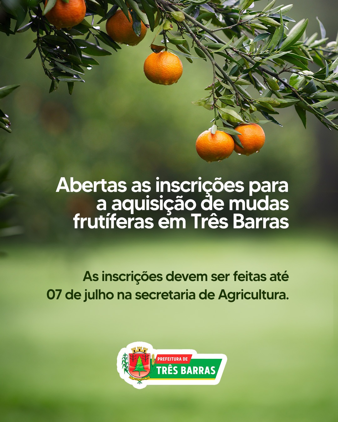 Prefeitura de Três Barras abre inscrições para aquisição de mudas frutíferas e plantas ornamentais