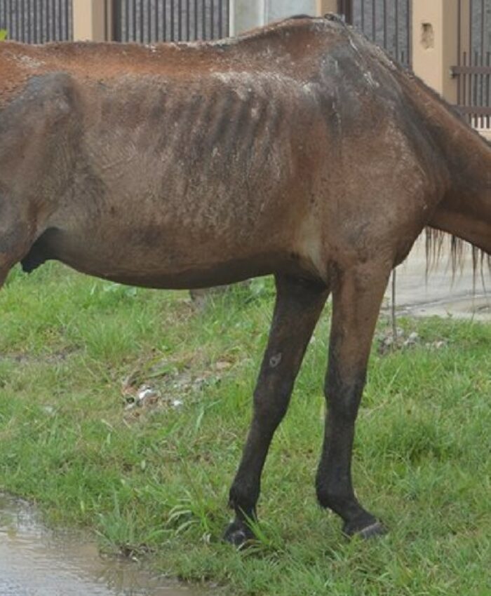 Animais soltos nas vias públicas serão recolhidos a partir do próximo mês