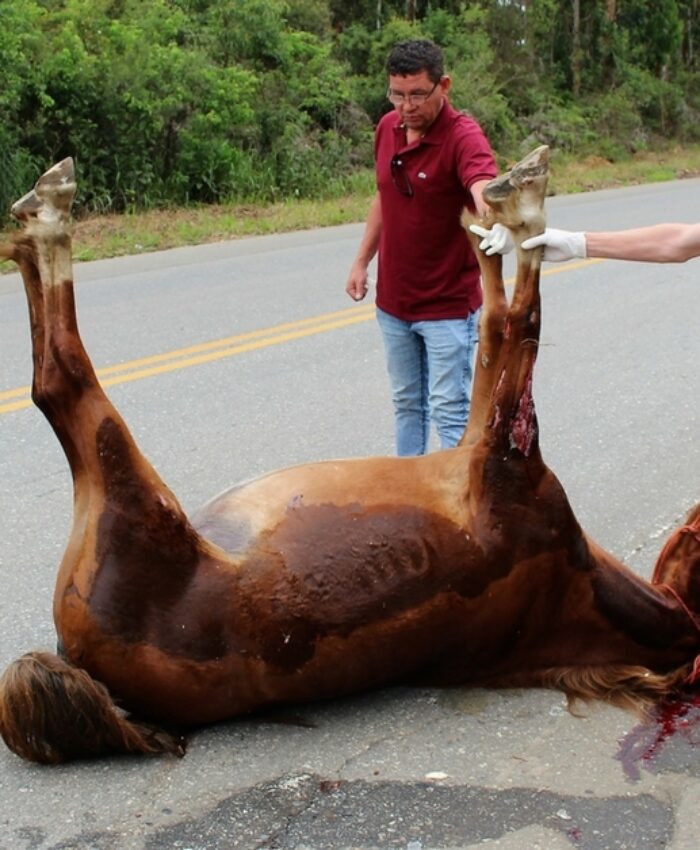 Cavalo morto atropelado reforça importância do recolhimento de animais soltos