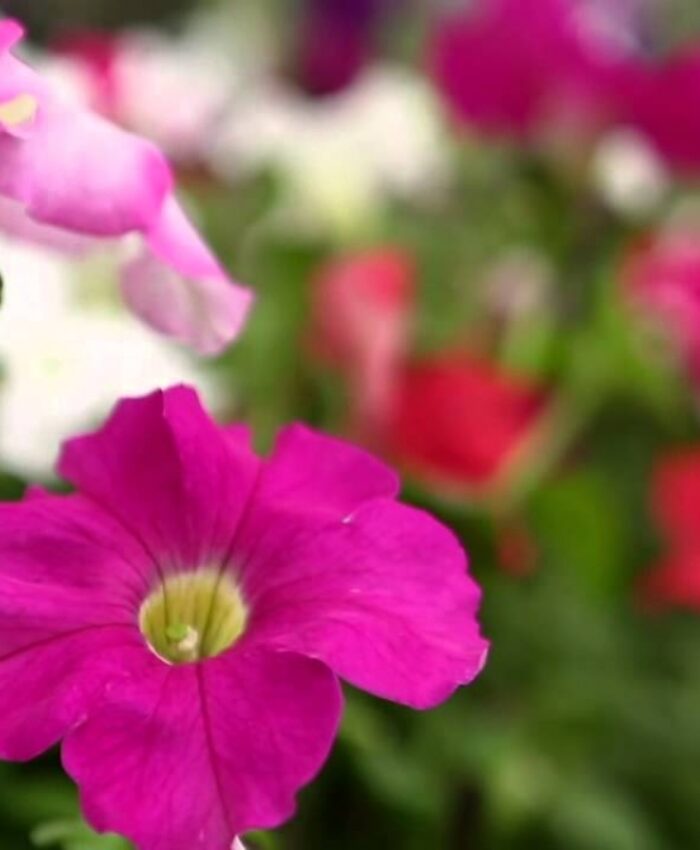 LIMPEZA E URBANISMO DE TRÊS BARRAS REALIZA PLANTIO DE FLORES DE INVERNO