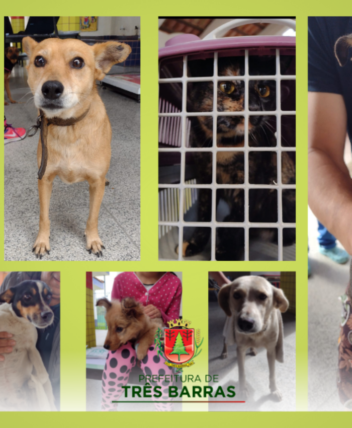 Mutirão: Prefeitura custeia a castração de 68 cães e gatos em Três Barras