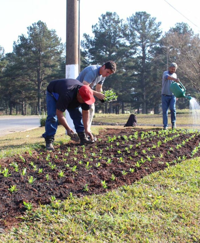 Prefeitura dá sequência ao plantio de flores na cidade de Três Barras
