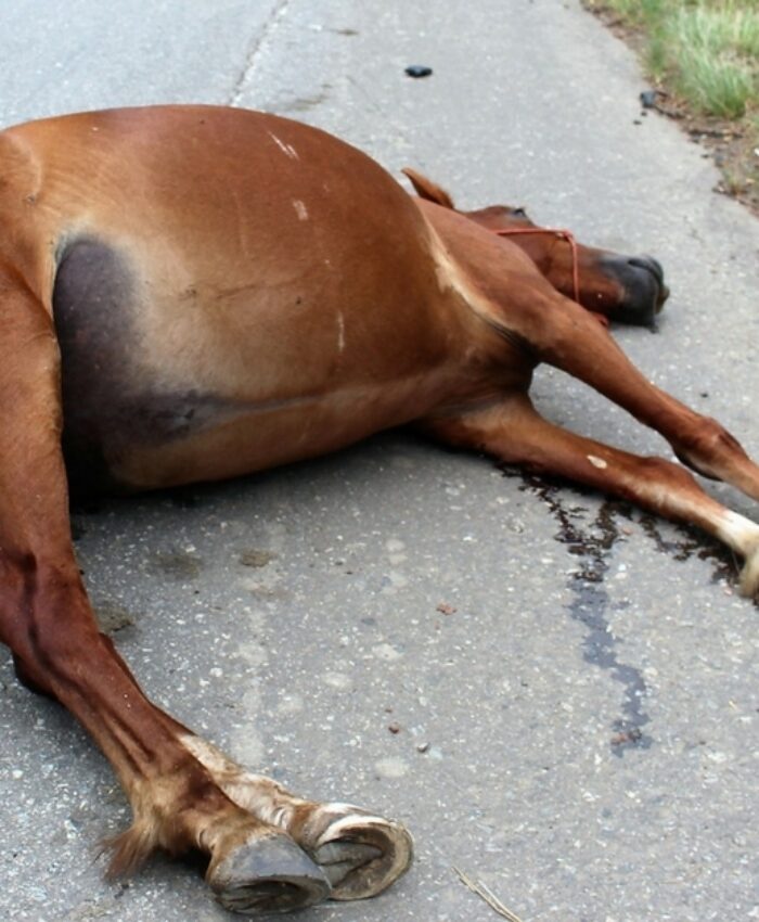 Regulamentada a apreensão de animais de médio e grande porte soltos nas vias públicas