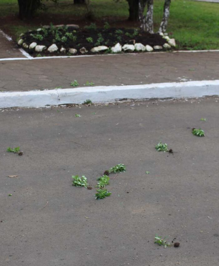 Vândalos arrancam flores plantadas em locais públicos de Três Barras